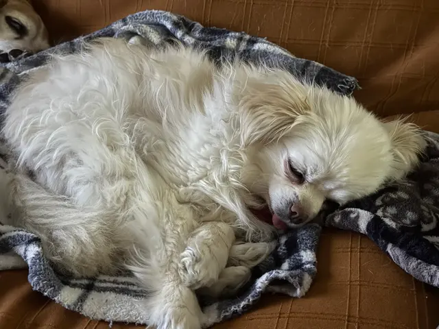 Customer photo of work by Wayside Animal Hospital @ Ellijay, from Jacquelyn Turner-Canniff's review