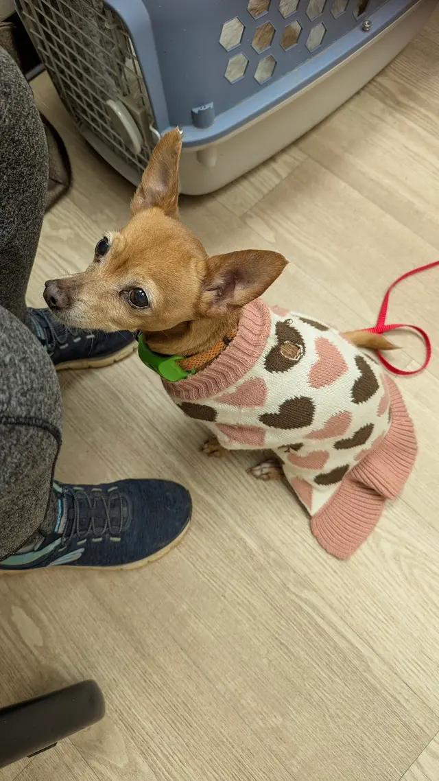Wayside Animal Hospital @ Ellijay — customer photo 3