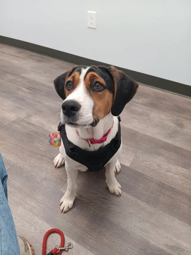 Wayside Animal Hospital @ Ellijay — customer photo 11
