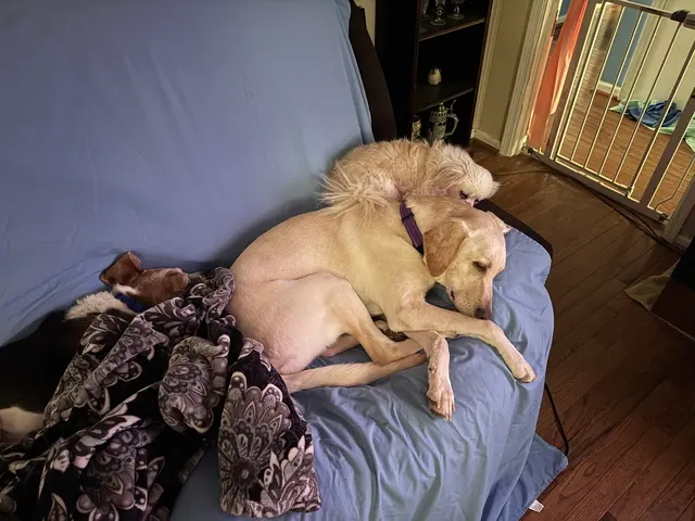 Customer photo of work by Wayside Animal Hospital @ Ellijay, from Jacquelyn Turner-Canniff's review