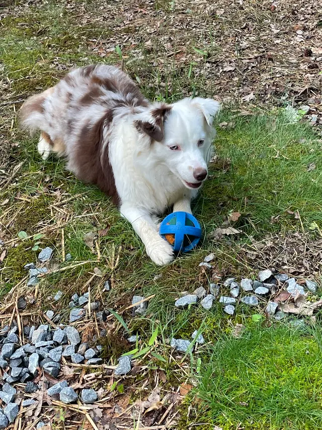 Wayside Animal Hospital @ Ellijay — customer photo 7