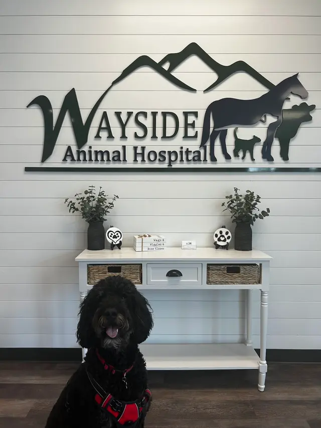Wayside Animal Hospital @ Ellijay — photo from the business 12