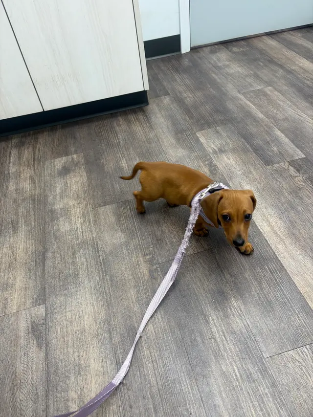 Customer photo of work by Wayside Animal Hospital @ Ellijay, from Luna Boyne's review