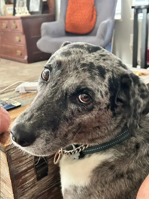 Ellijay Animal Hospital — customer photo 3