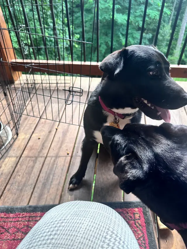 Ellijay Animal Hospital — customer photo 1