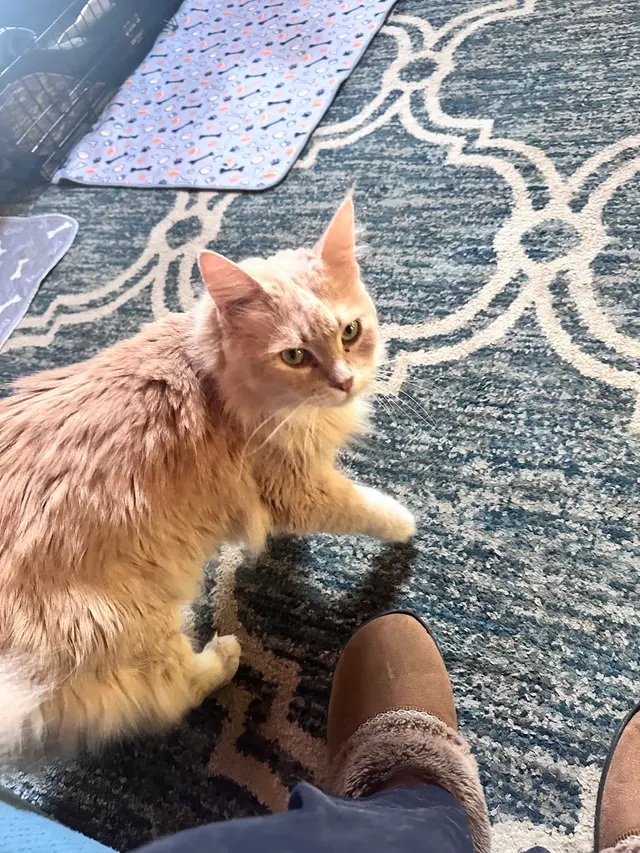 Ellijay Animal Hospital — customer photo 4