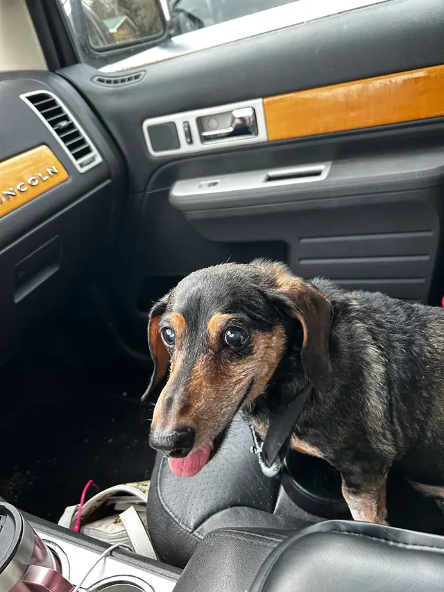 Ellijay Animal Hospital — customer photo 8