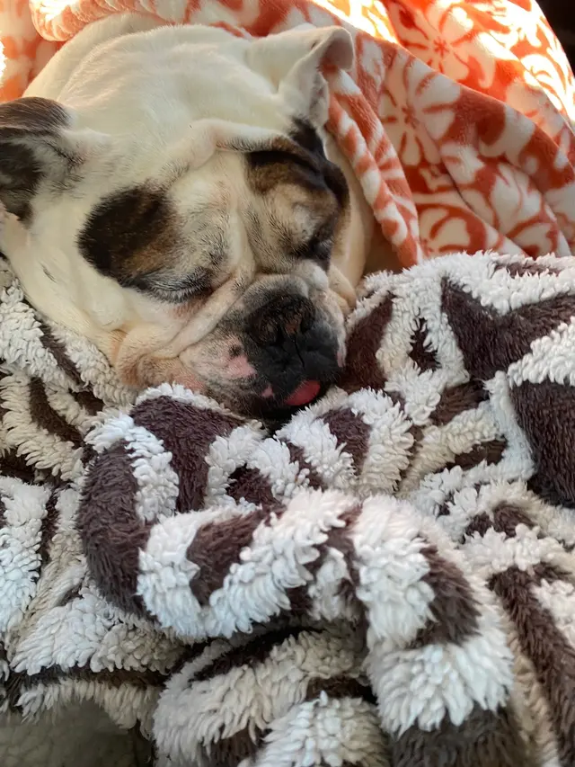 Ellijay Animal Hospital — customer photo 7