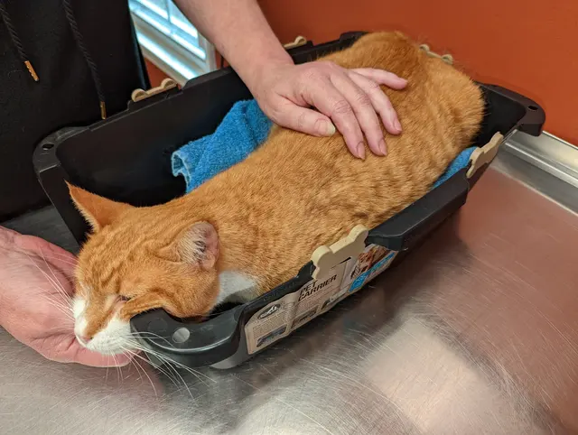 Ellijay Animal Hospital — customer photo 2