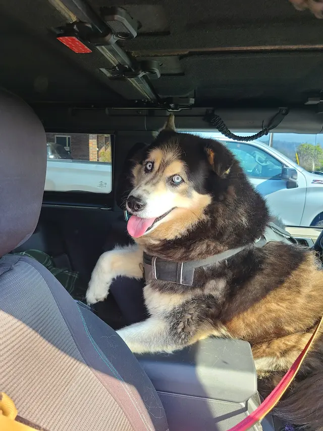 Ellijay Animal Hospital — customer photo 9