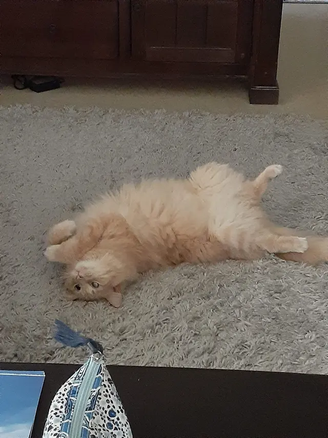 Ellijay Animal Hospital — customer photo 10