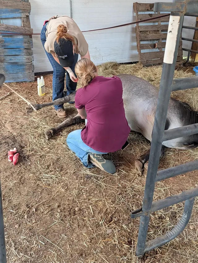 Cohutta Animal Clinic — customer photo 12