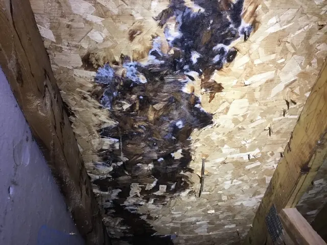 Basement to Roof Home Inspections — photo from the business 4