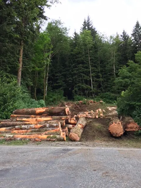 Precision Tree Service — photo from the business 9