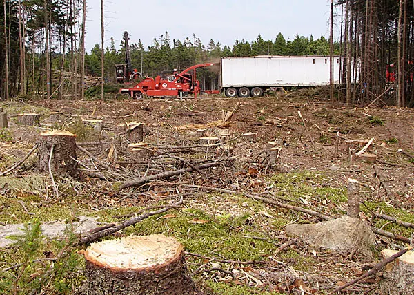 Precision Tree Service — photo from the business 11