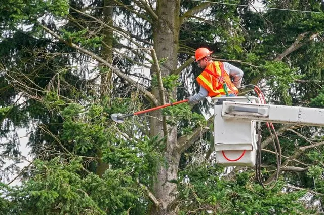 Precision Tree Service — photo from the business 4
