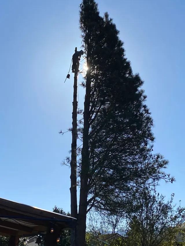 Precision Tree Service — customer photo 1