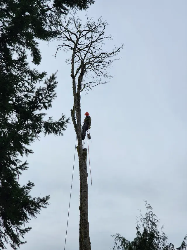 Precision Tree Service — customer photo 3