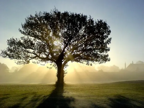 Precision Tree Service — photo from the business 6
