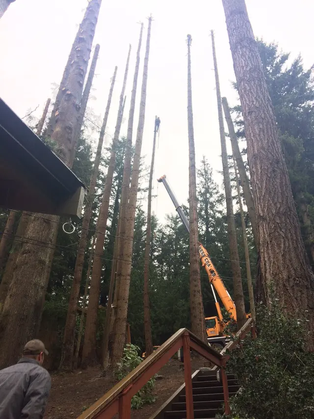 Precision Tree Service — photo from the business 7