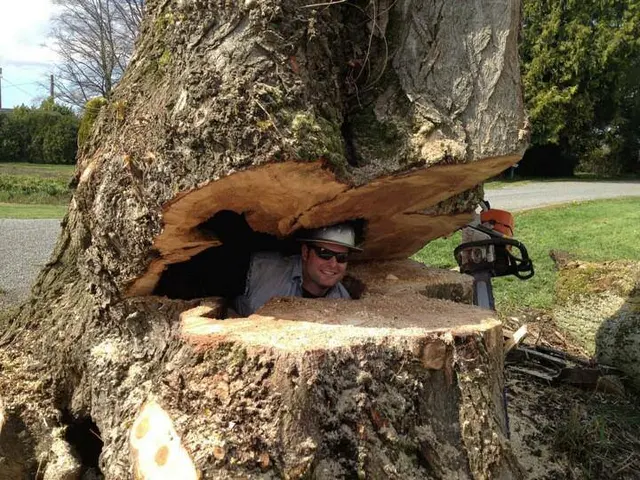Precision Tree Service — photo from the business 5