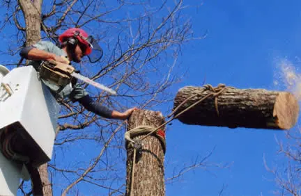 Precision Tree Service — photo from the business 8