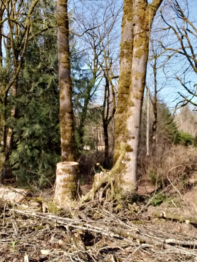 Precision Tree Service — customer photo 2