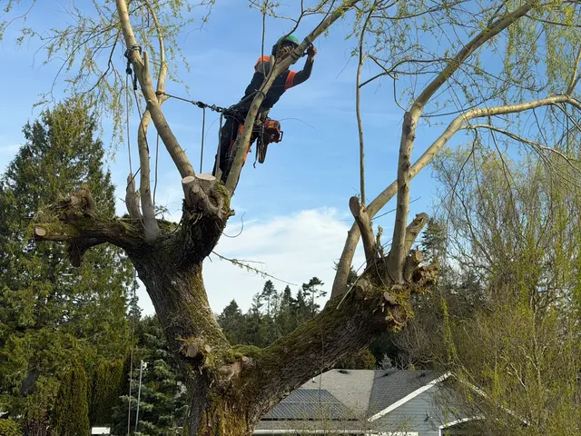 John the Arborist — customer photo 6