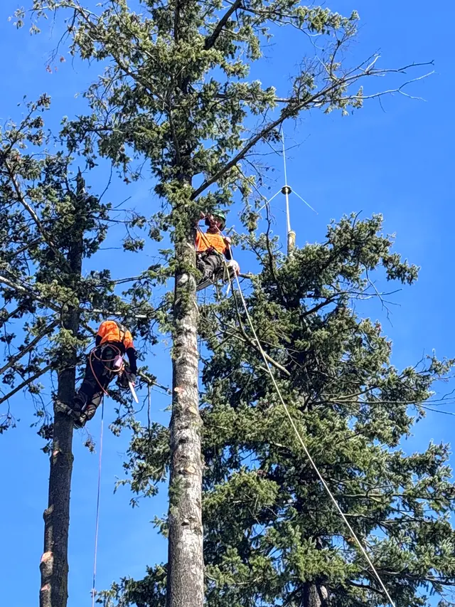 John the Arborist — customer photo 3