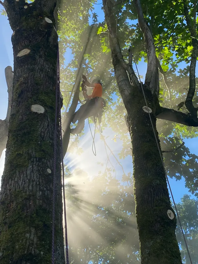 John the Arborist — photo from the business 10