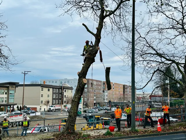 John the Arborist — photo from the business 7