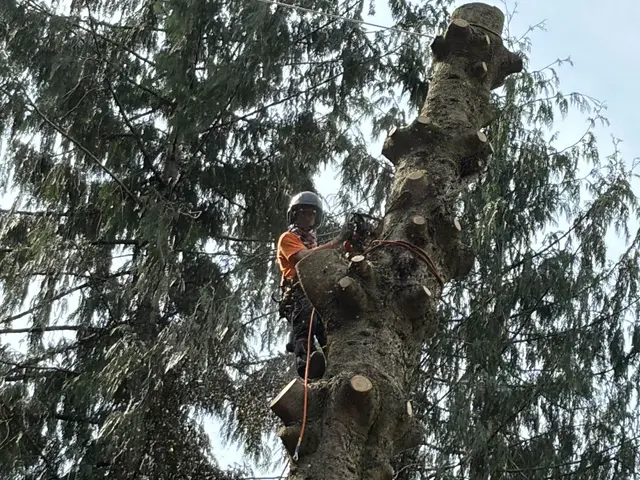 John the Arborist — customer photo 2