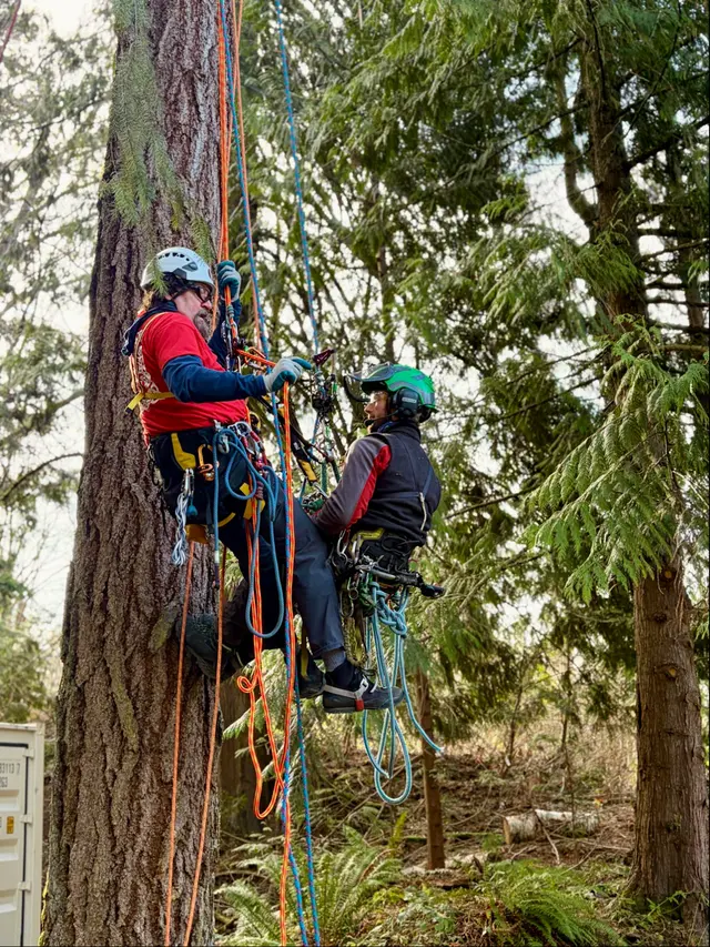 John the Arborist — photo from the business 4