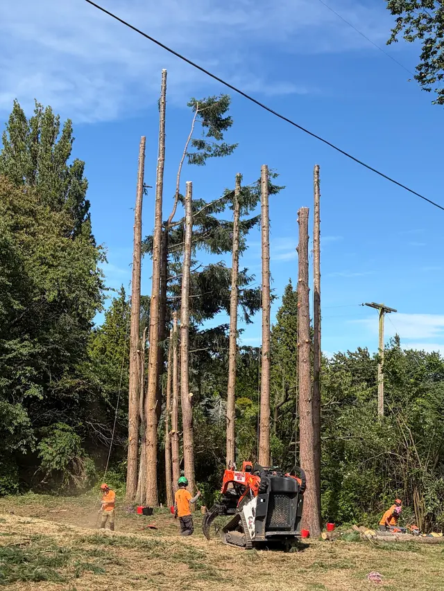 John the Arborist — photo from the business 1