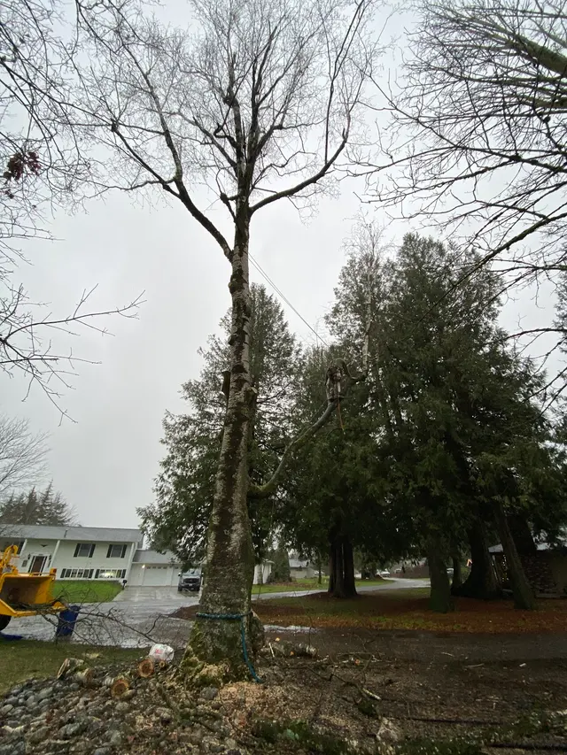 Stumpys Tree Care — customer photo 3
