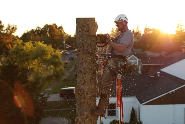 Stumpys Tree Care — photo from the business 12