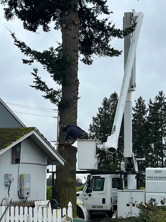 Stumpys Tree Care — customer photo 10