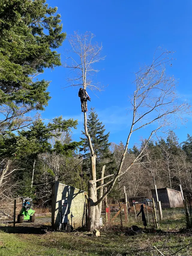 Stumpys Tree Care — customer photo 2