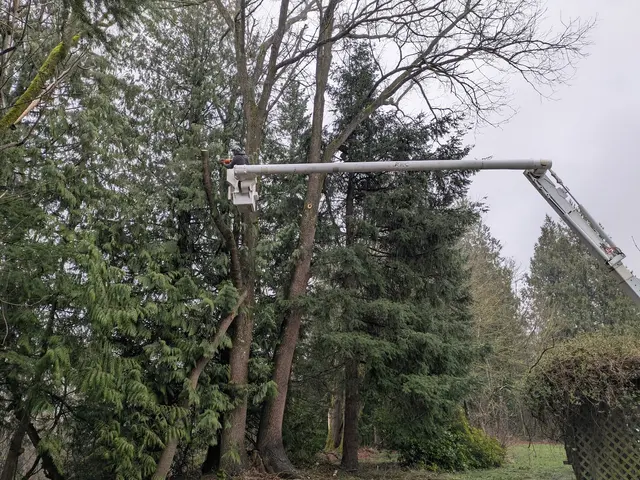 Stumpys Tree Care — customer photo 9