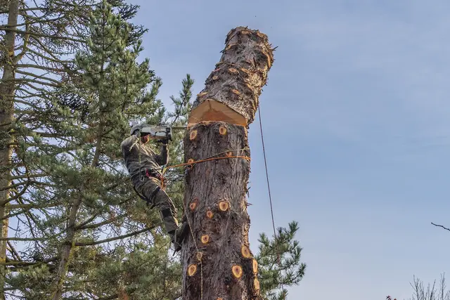 Stumpys Tree Care — photo from the business 1