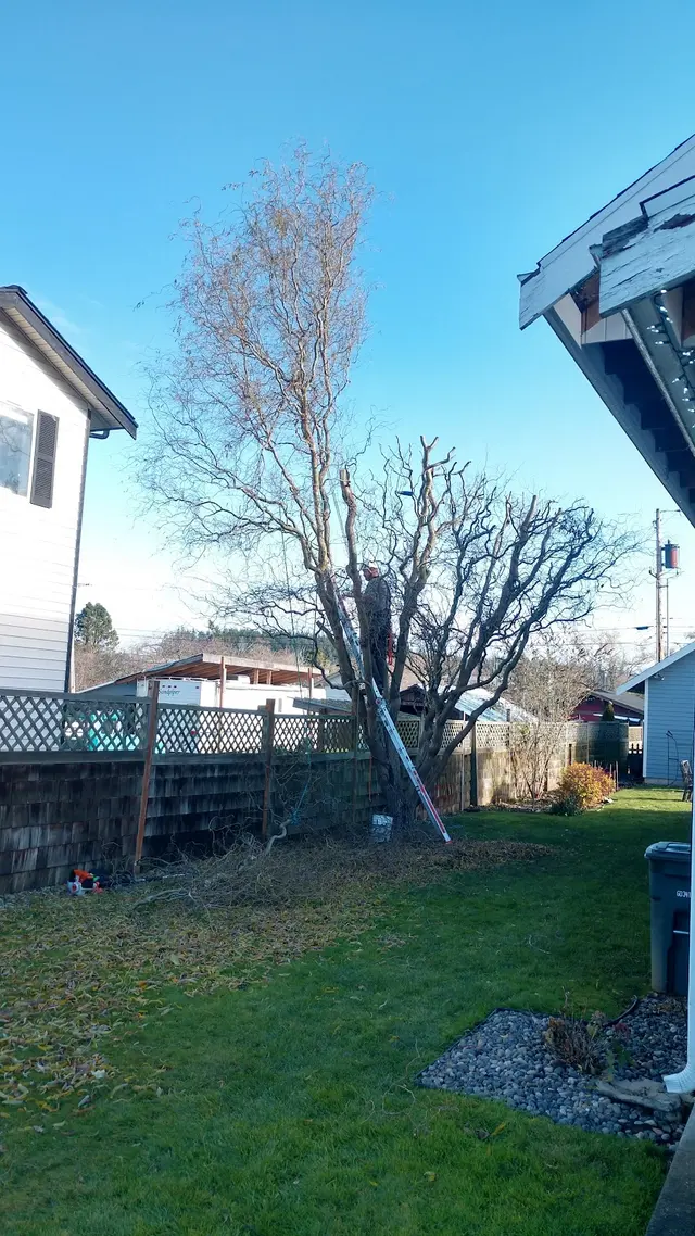 Stumpys Tree Care — customer photo 7