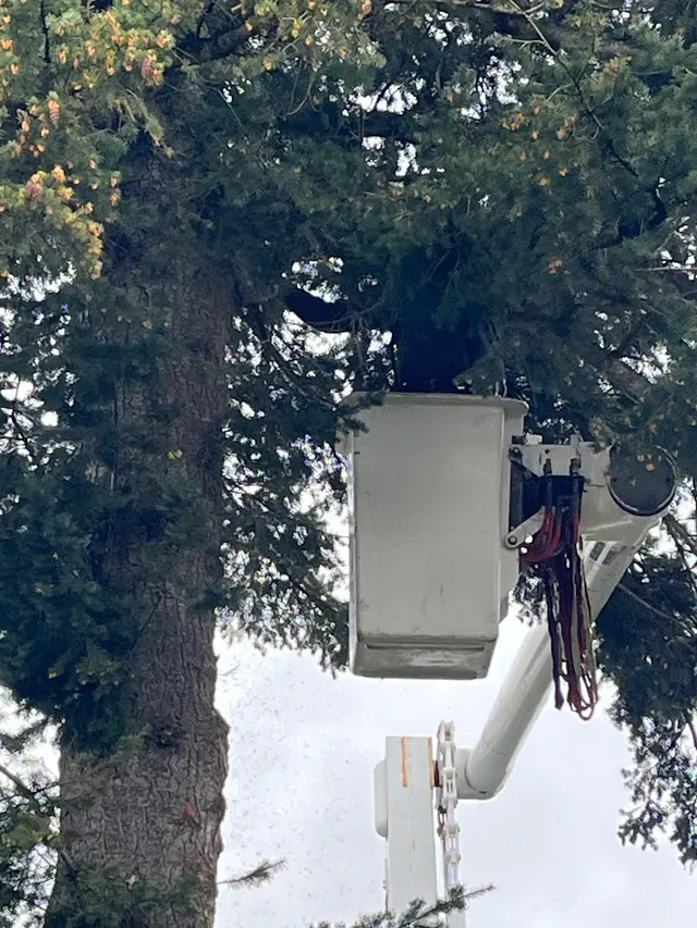 Stumpys Tree Care — customer photo 4