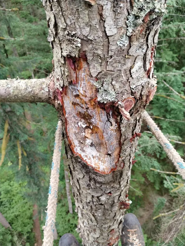 Zender Tree Service — photo from the business 8