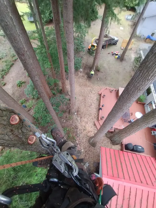 Zender Tree Service — photo from the business 6