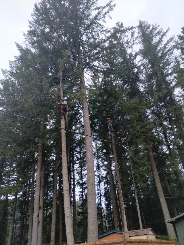 Zender Tree Service — photo from the business 2