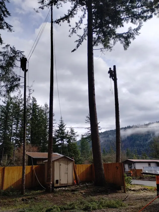 Zender Tree Service — photo from the business 5