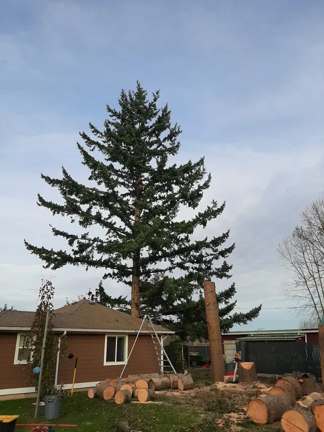 Zender Tree Service — photo from the business 11