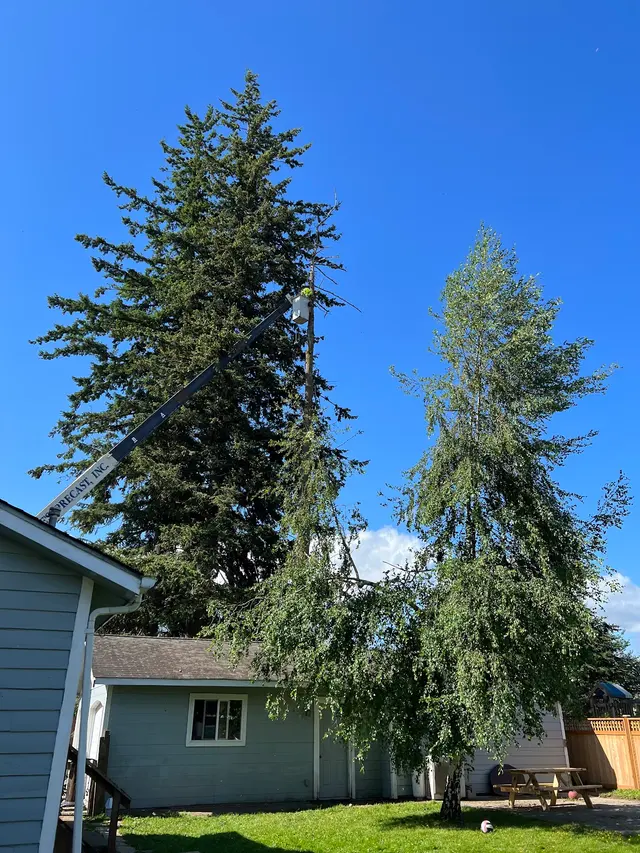Zender Tree Service — customer photo 10