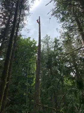 Tangled Roots Tree Care — photo from the business 12