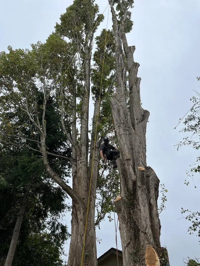 Tangled Roots Tree Care — photo from the business 1
